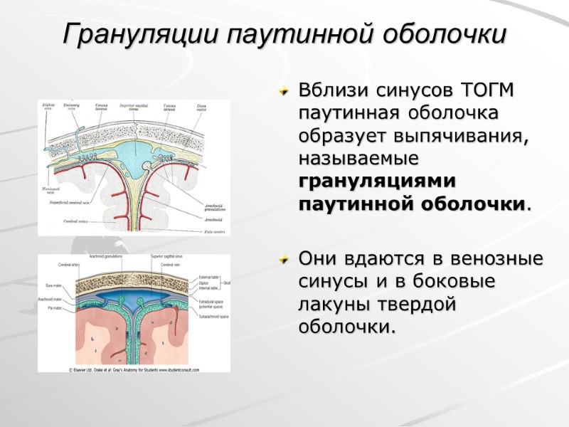 Грануляции паутинной оболочки Вблизи синусов ТОГМ паутинная оболочка образует выпячивания, называемые грануляциями паутинной оболочки.